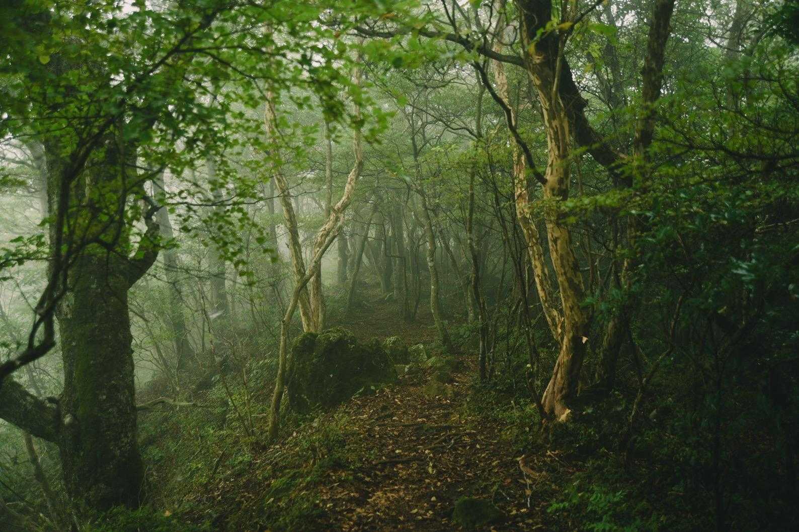 栗野岳第2峰-栗野岳 周回コースの写真