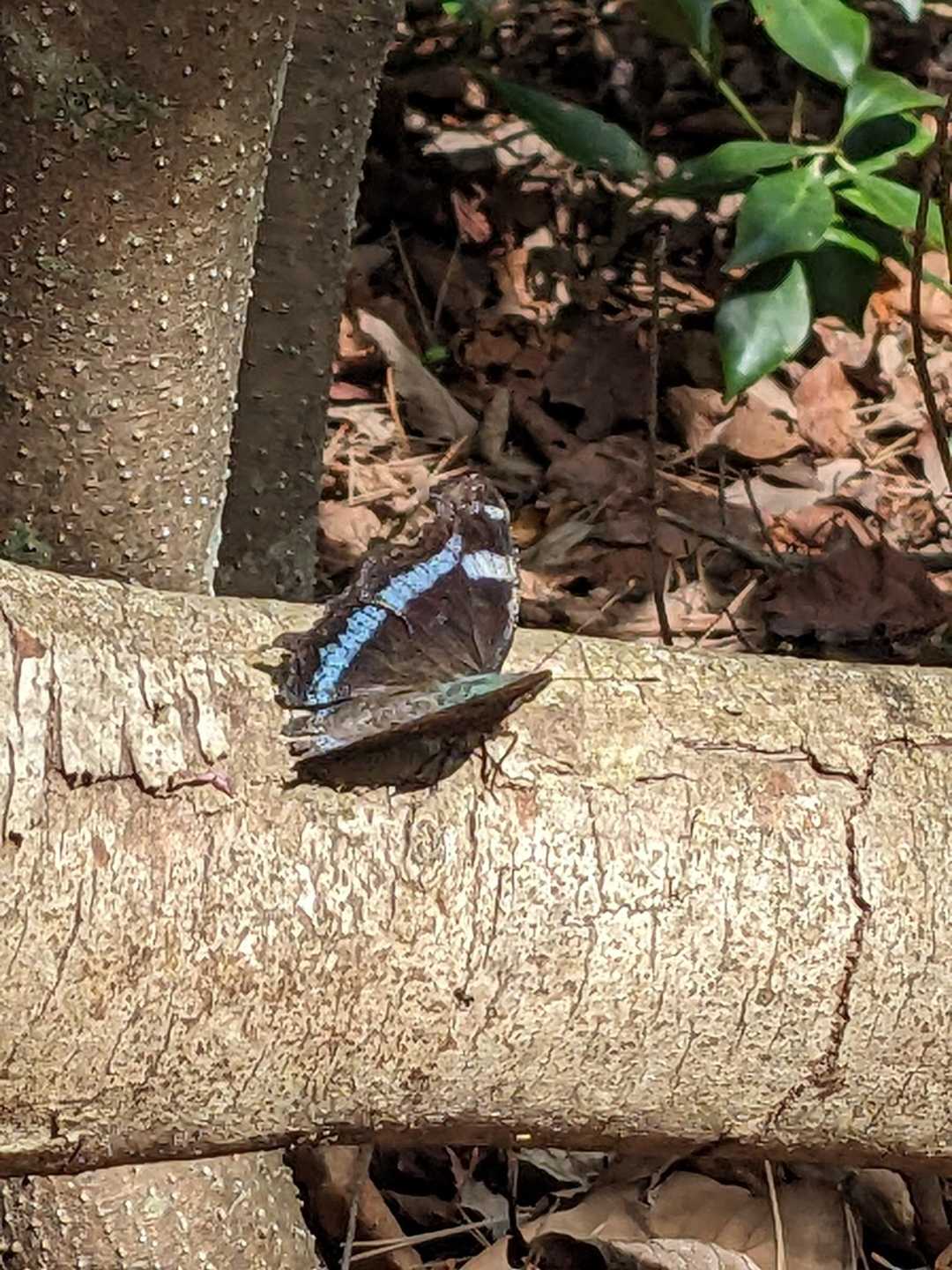 🦋