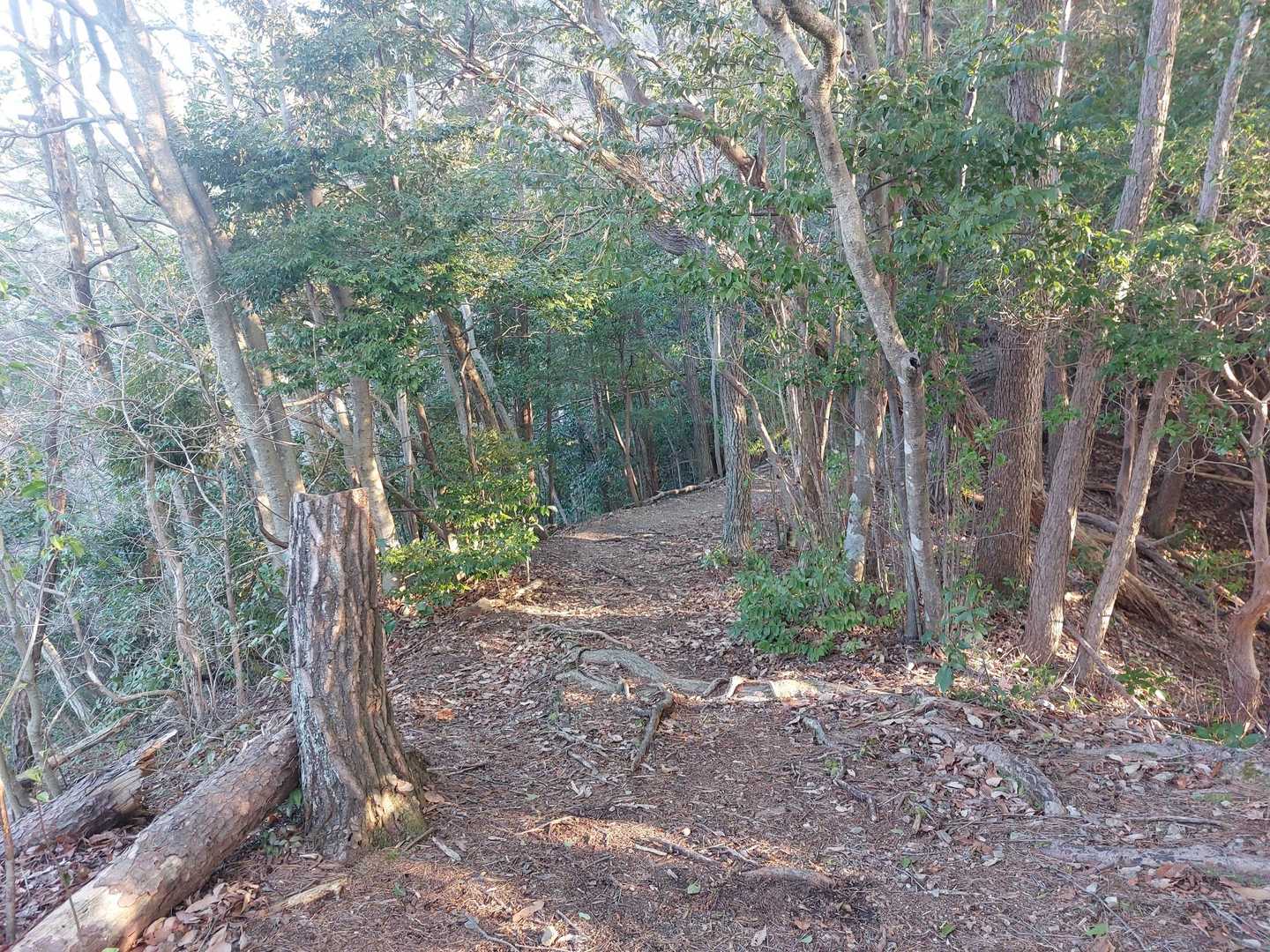 少し平坦になりました😄