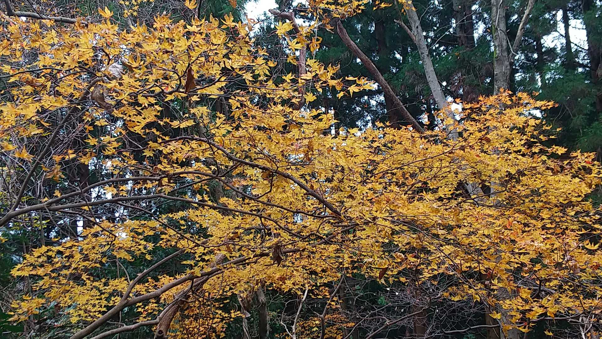 紅葉🍁