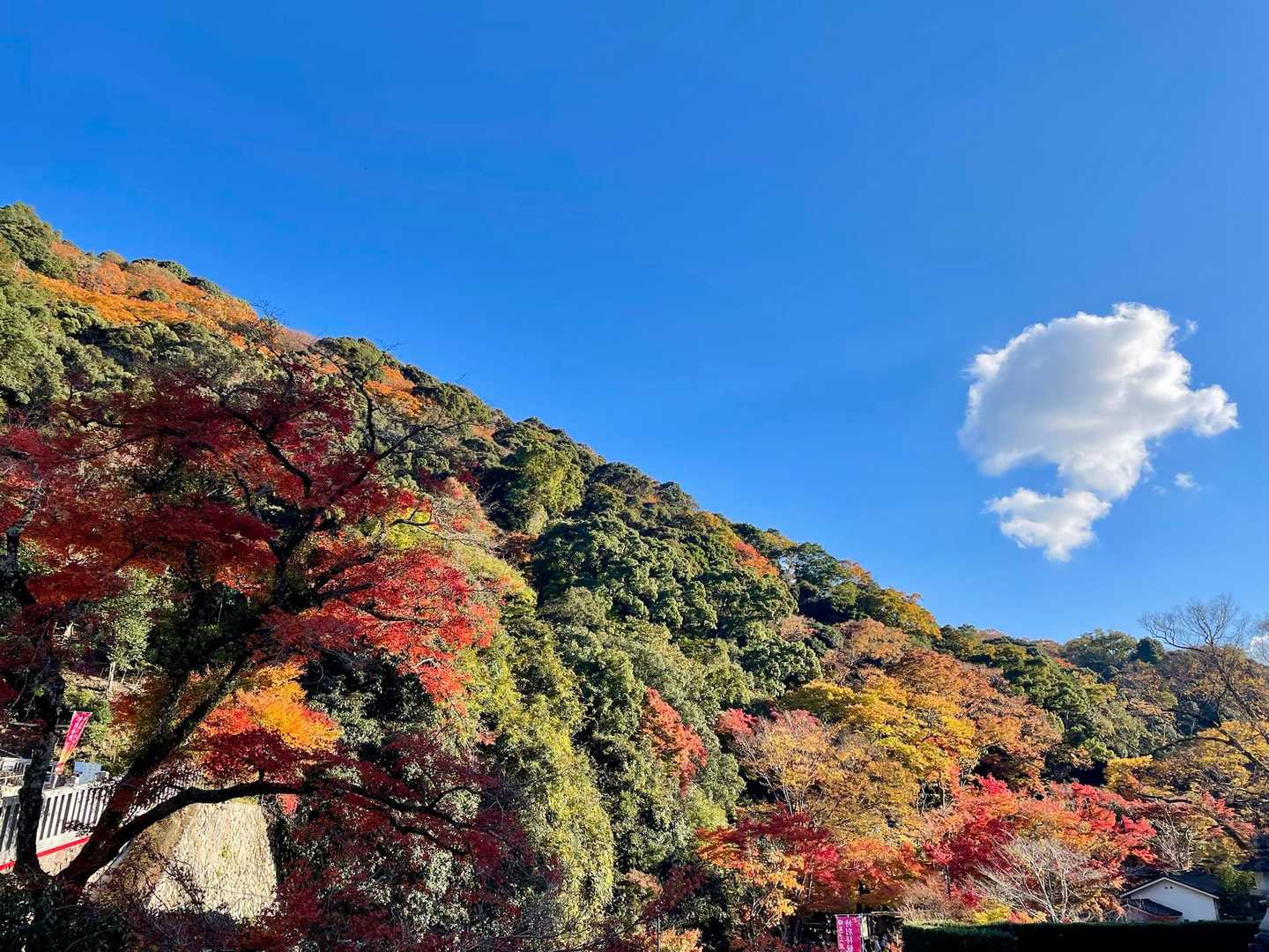 青空と紅葉サイコー🤩🤩