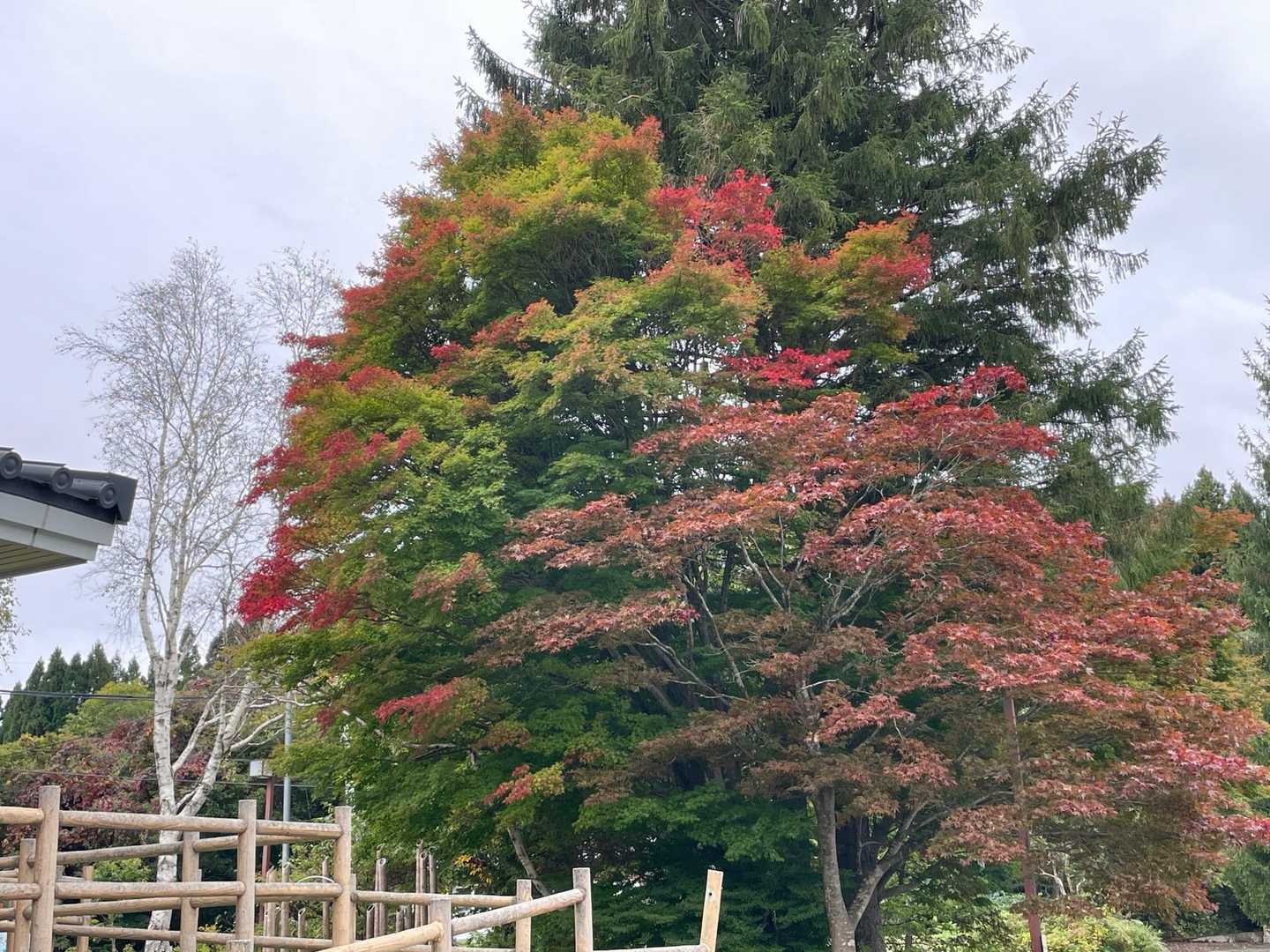 鉢伏山ぐるっと周回コースの写真