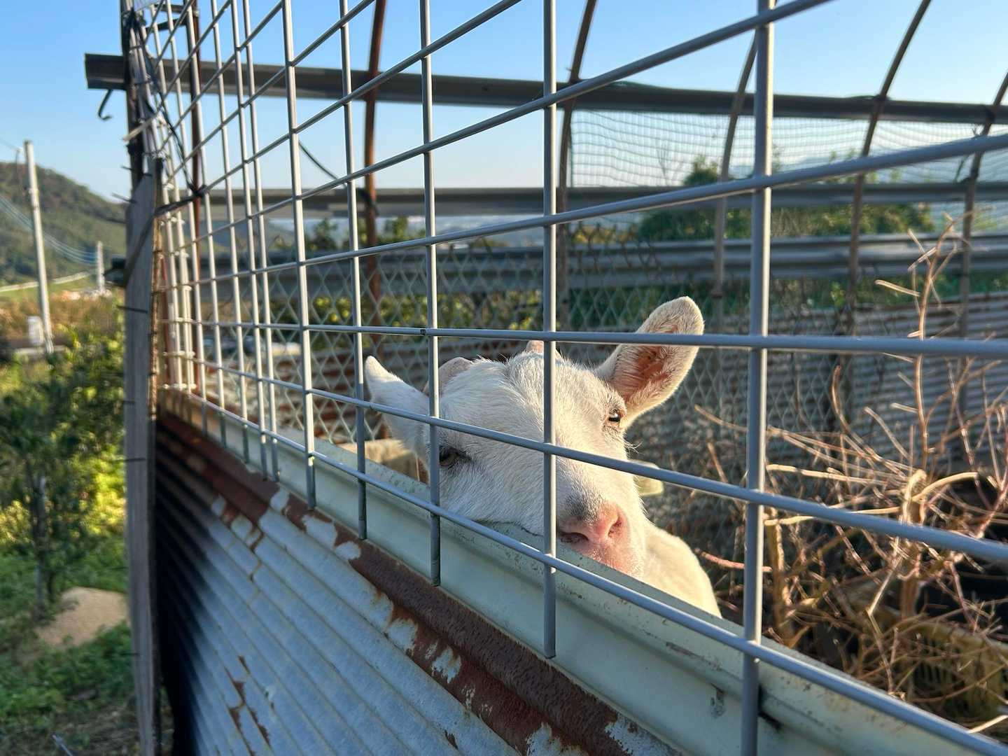 立花山登山口-立花山大クス 往復コースの写真