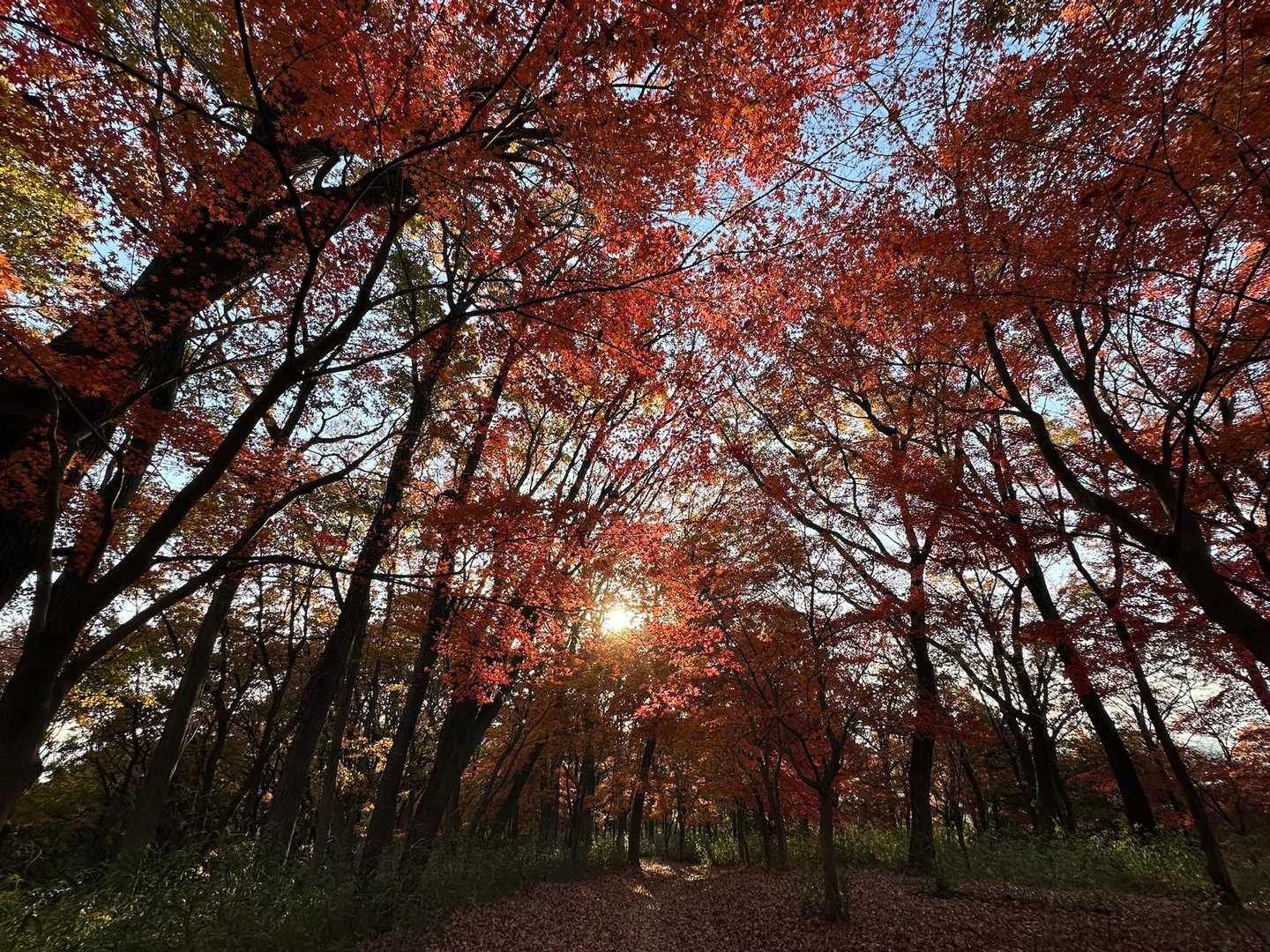 この辺まさに見頃🍁🍁🍁✨