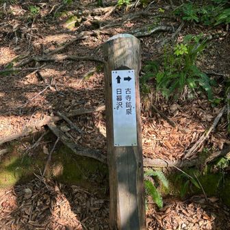 ハナヌキ分岐