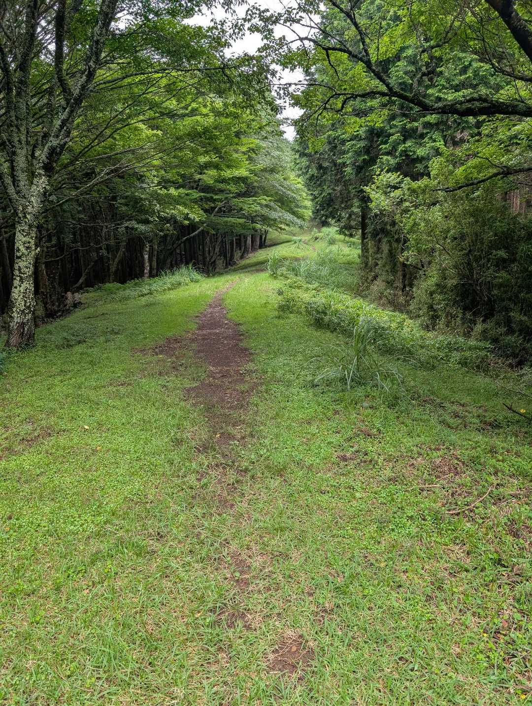 飛竜ノ滝を過ぎ浅間山への道は歩きやすい道が続きます。両側が檜の森なのでとてもいい木の香りがしてました。