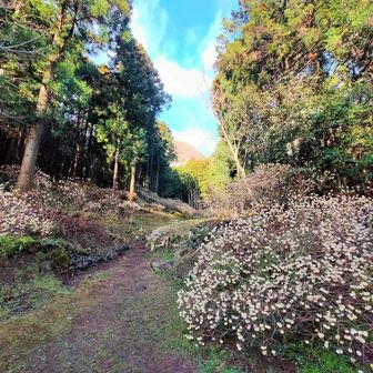 登山口奥にミツマタ桃源郷✨
レポから終盤と諦めてた