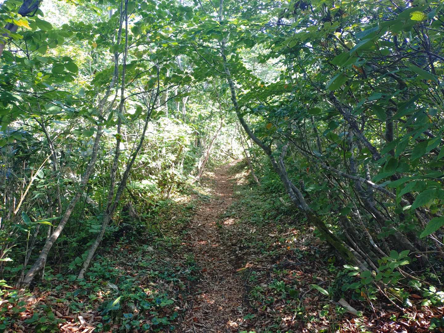 終始、このような森の中で下山は飽きてきた。