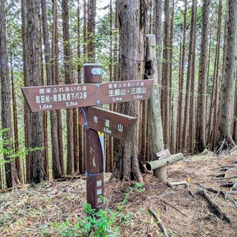 醍醐丸に到着  867m
八王子市最高峰