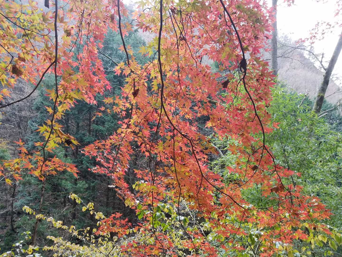 紅葉も終盤。