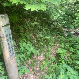 登山道沿いの沢を登ってるつもりがどうも既にこのちょい先の所でミスしたようです。