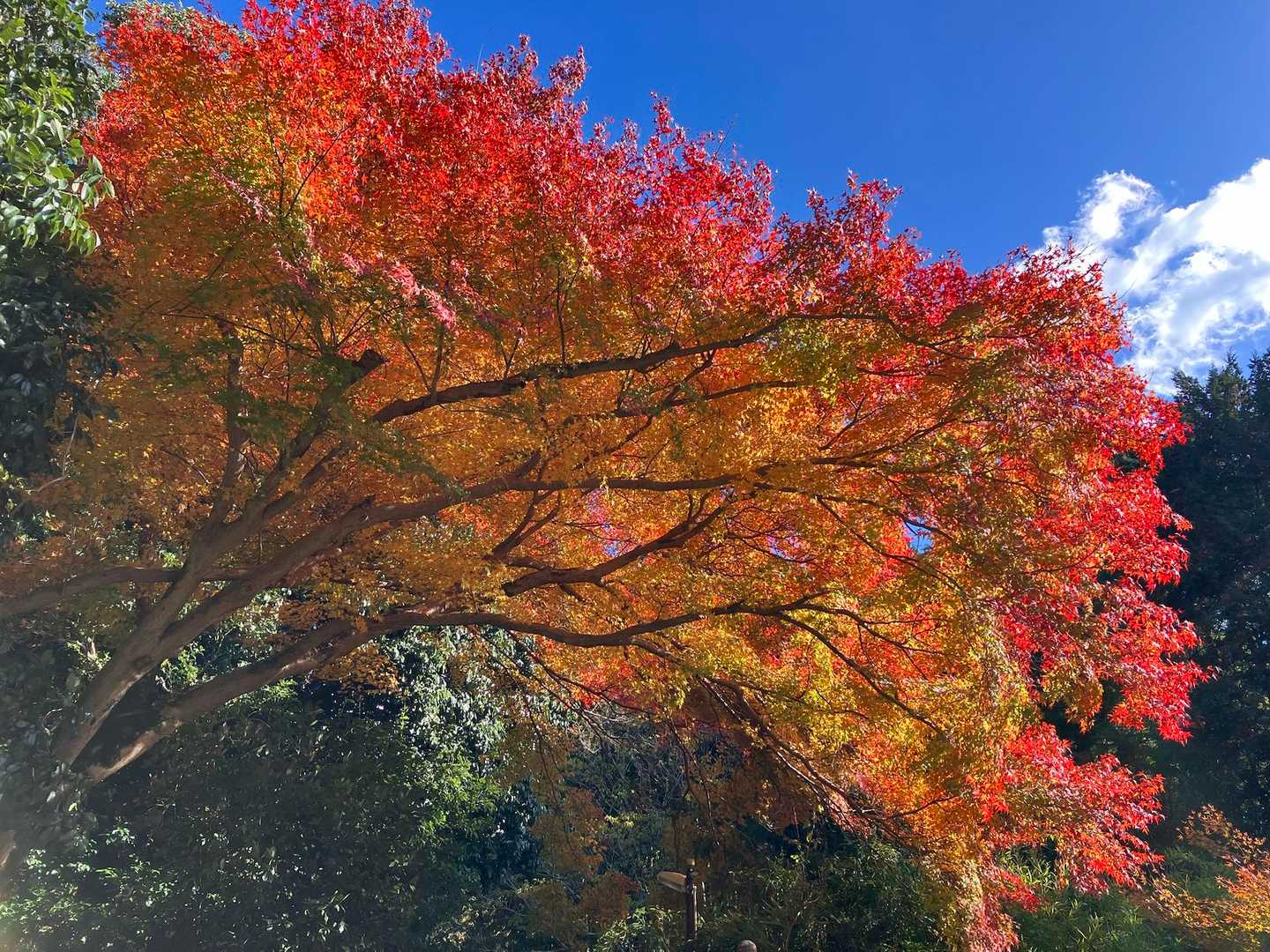 この素晴らしい紅葉🍁でfinish