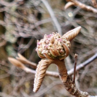 まだ固い蕾
開花が楽しみですね🌼