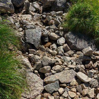 まさに黒部川源流だが、ただの沢水で飲む勇気ない😅