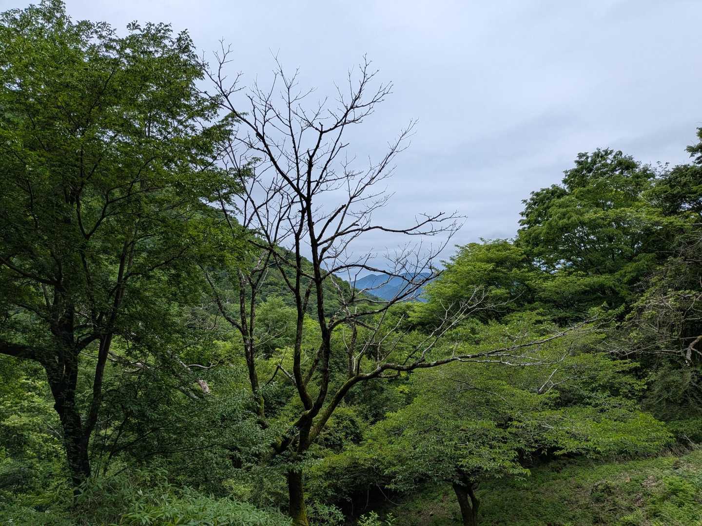 少し登っていくと右手が開けてきました。