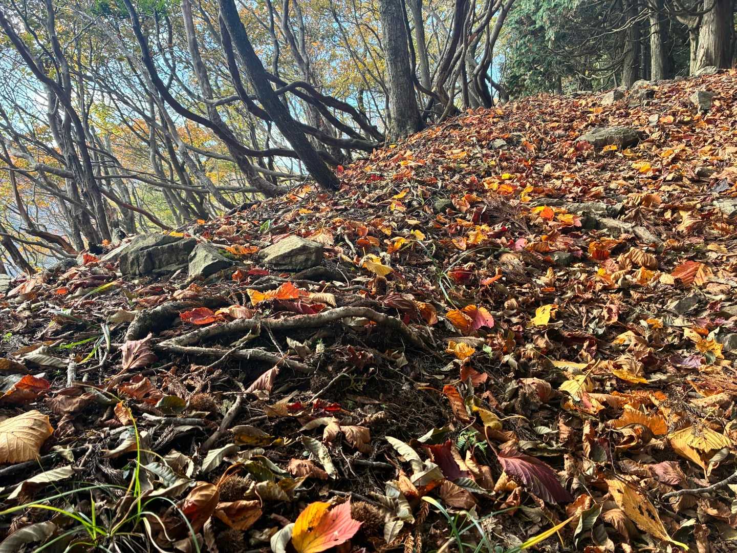 秋だねー🍂