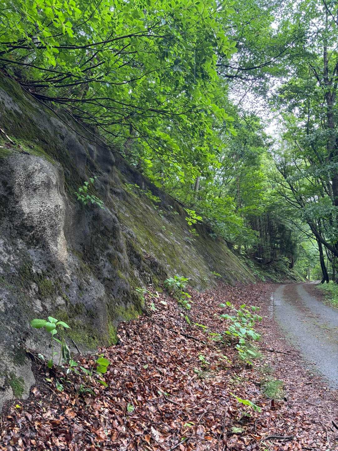 平元新道登山口-平標山 往復コースの写真
