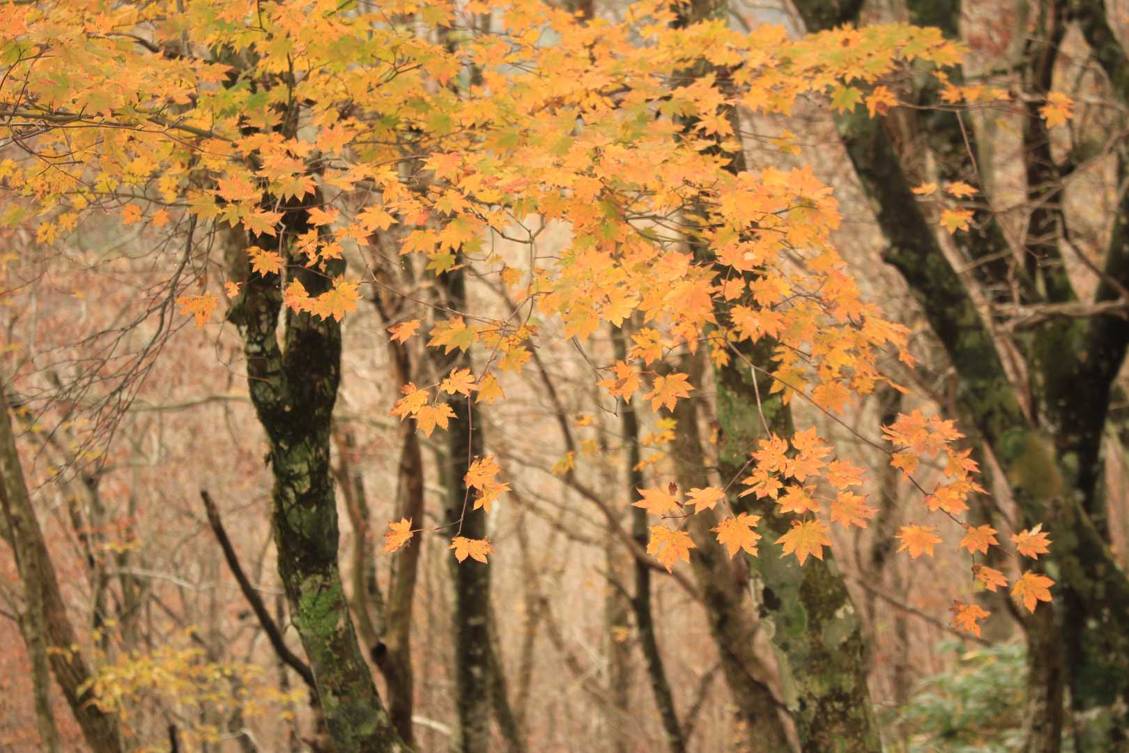 以下紅葉の画像がつつきます。