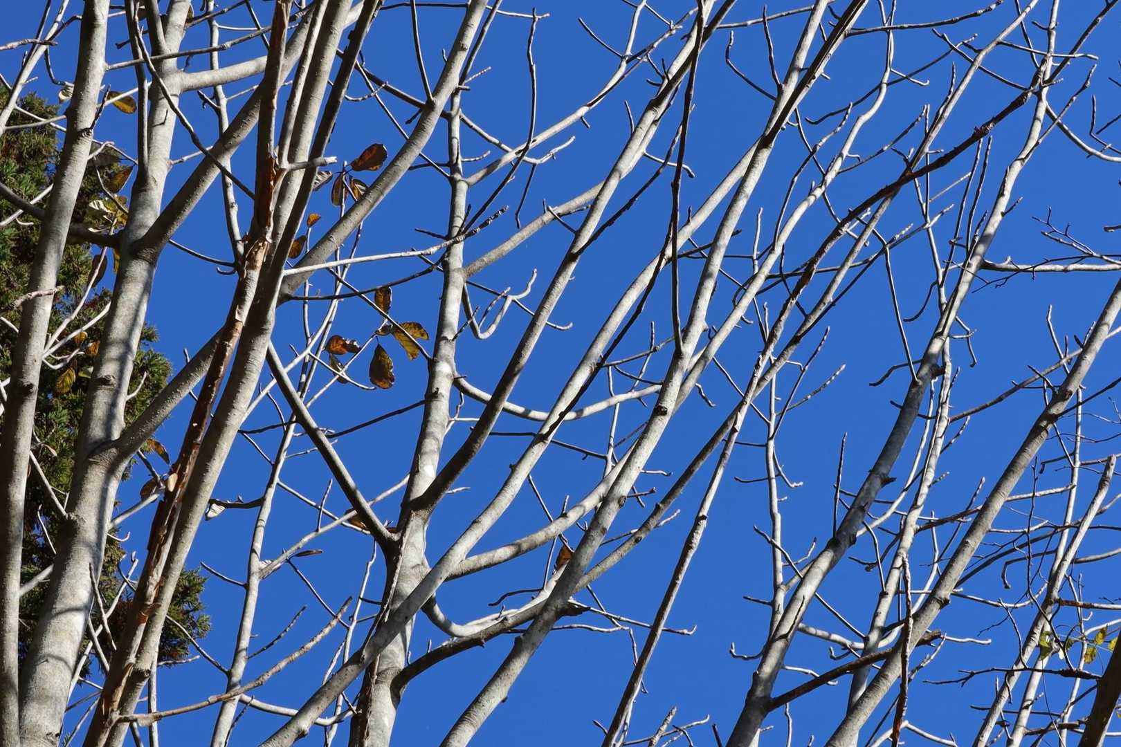 ホウノキは落葉🍂
