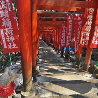鳥居が見事なんだよね…
キツネが見つめる…