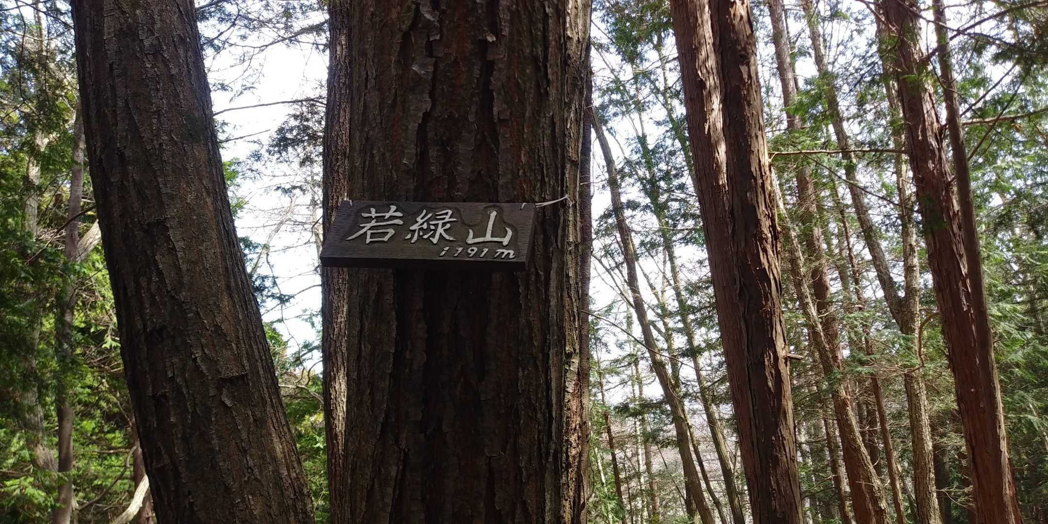 若葉の季節に相応しいお山🌱