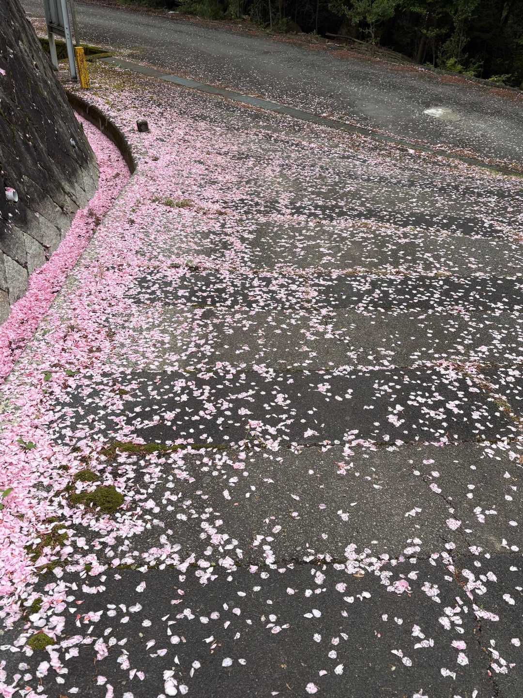 高代寺山 往復コースの写真