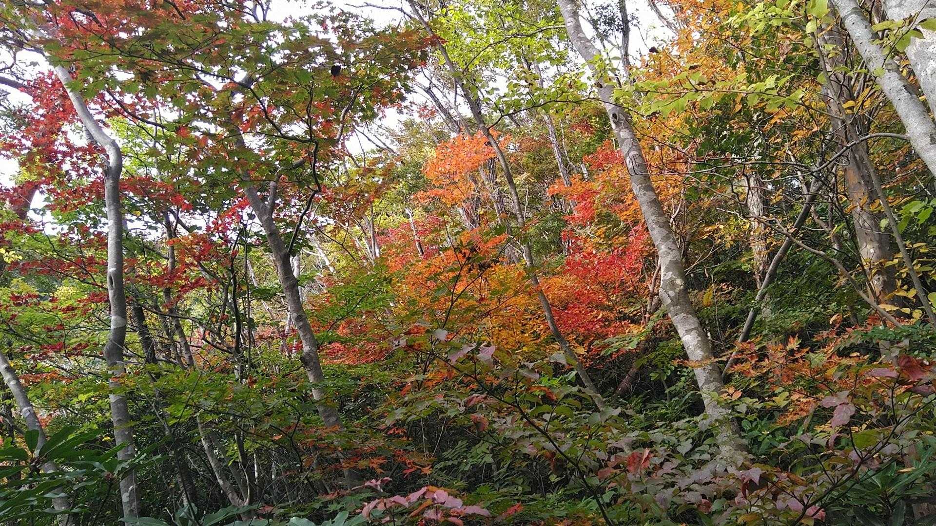 幸八山展望処へ向かいます
(途中の紅葉)