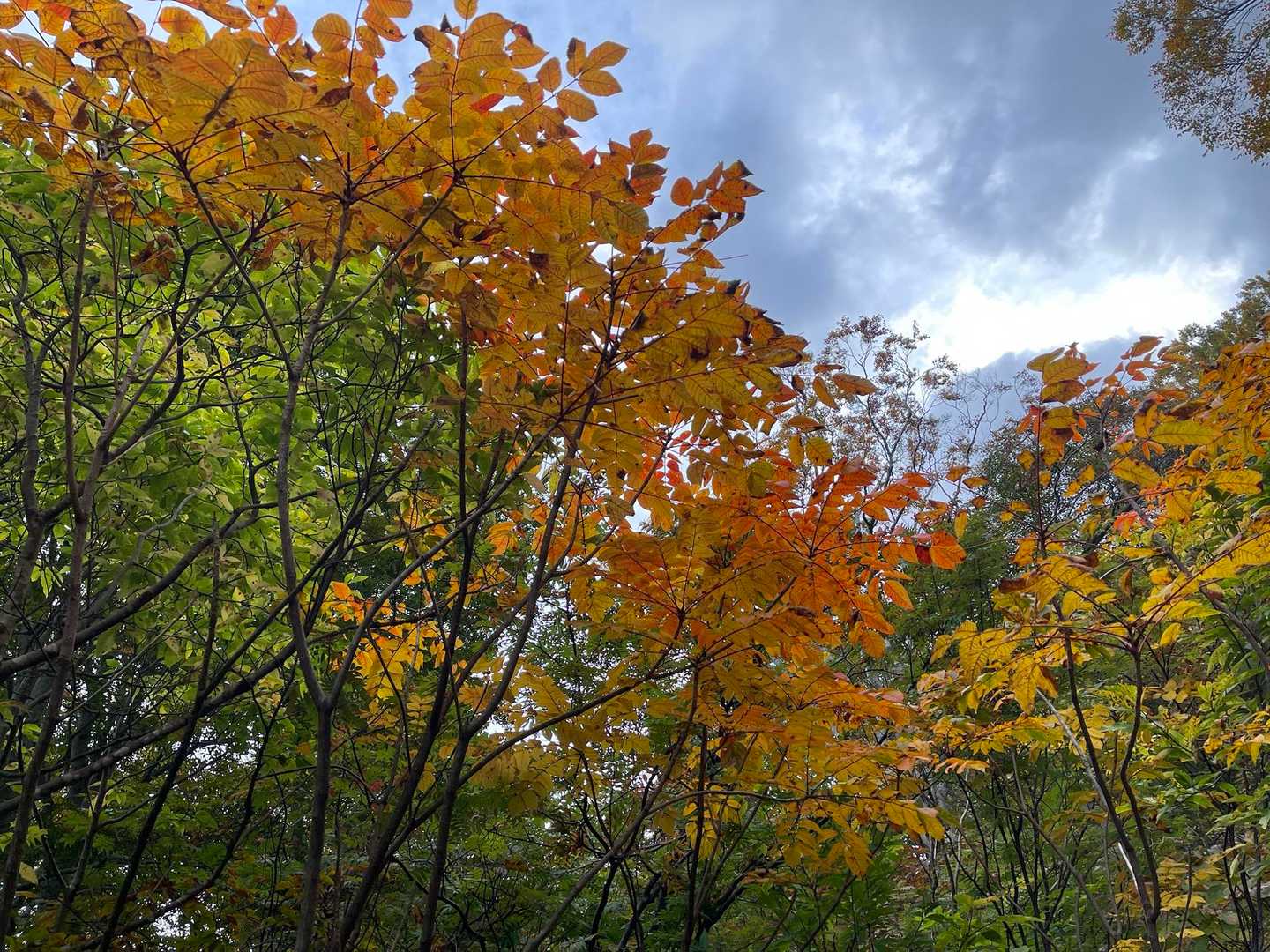 紅葉🍁ですね