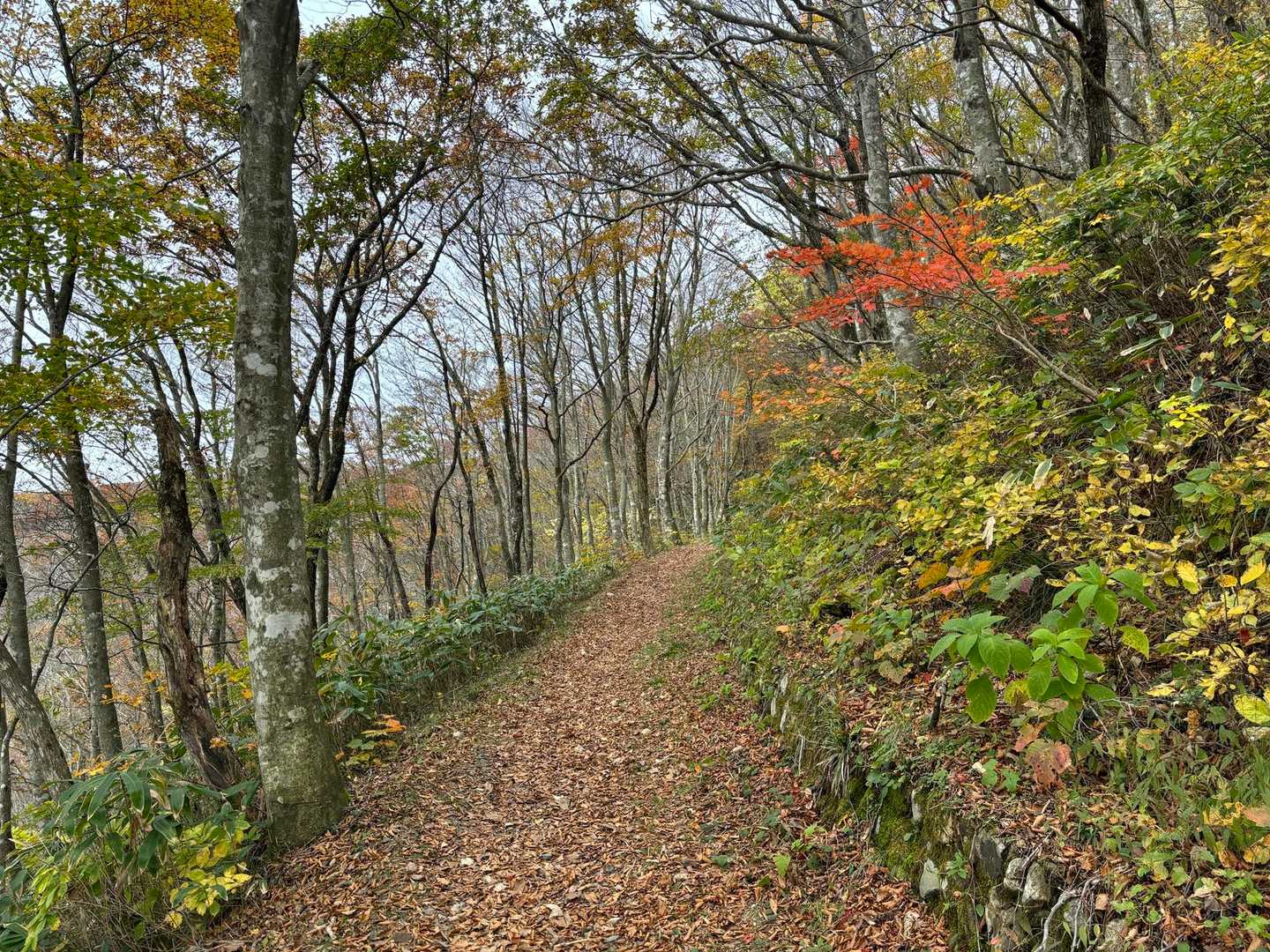 立烏帽子山山頂を巻く道で歩きます
良い道🎶