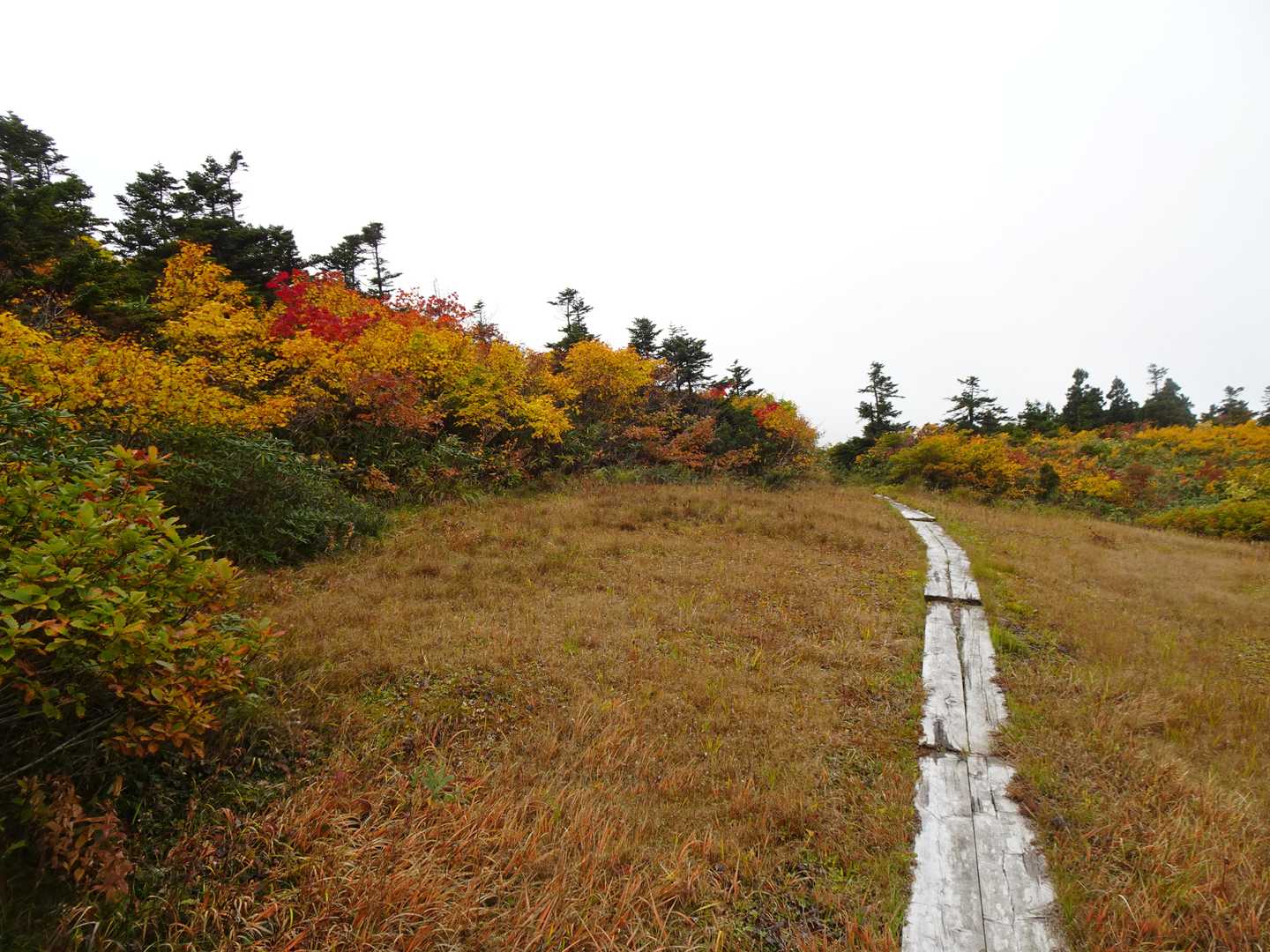 ブナ林・オオシラビソ・そして湿原とこの紅葉🎶良きルート也👍