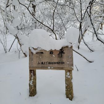 雪、降りましたねー
