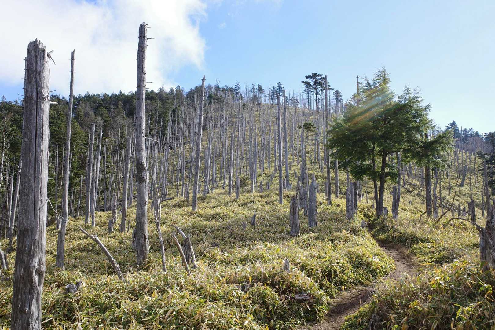 縞枯れ現象と呼ばれる山の自浄作用だそうです。