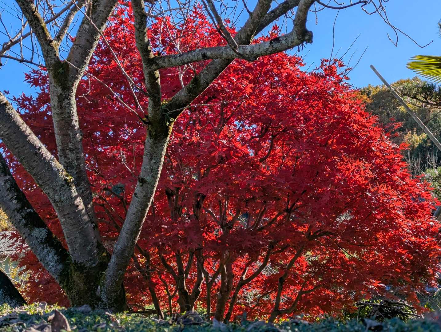 紅葉が綺麗です