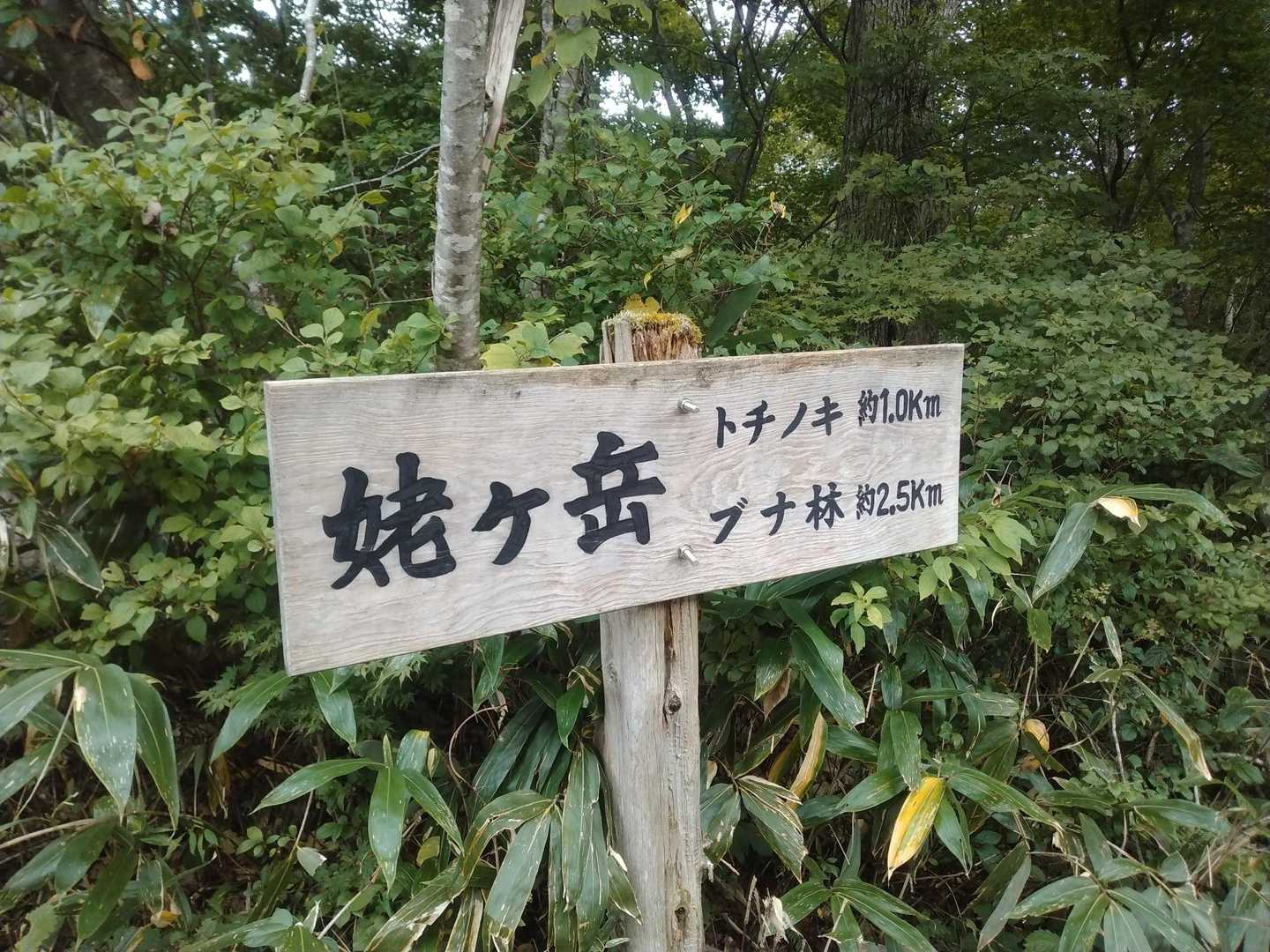 戻ってきた。