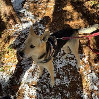 すると…羽黒山のアイドル犬ララちゃんと会えました✨