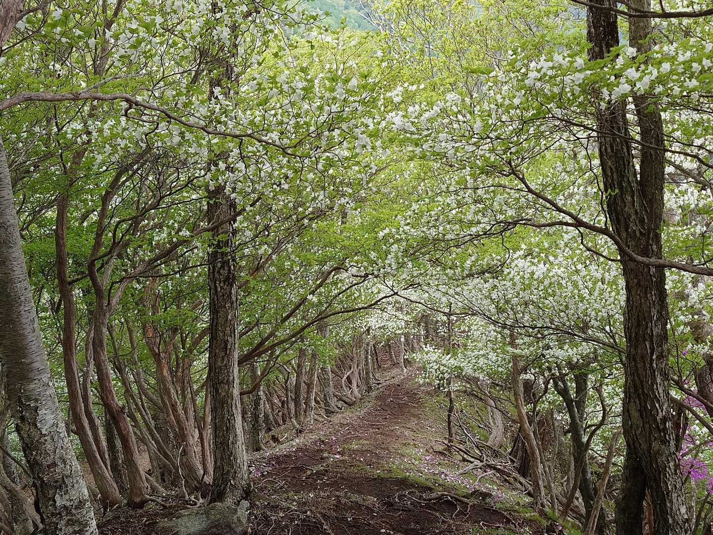 トンネルです