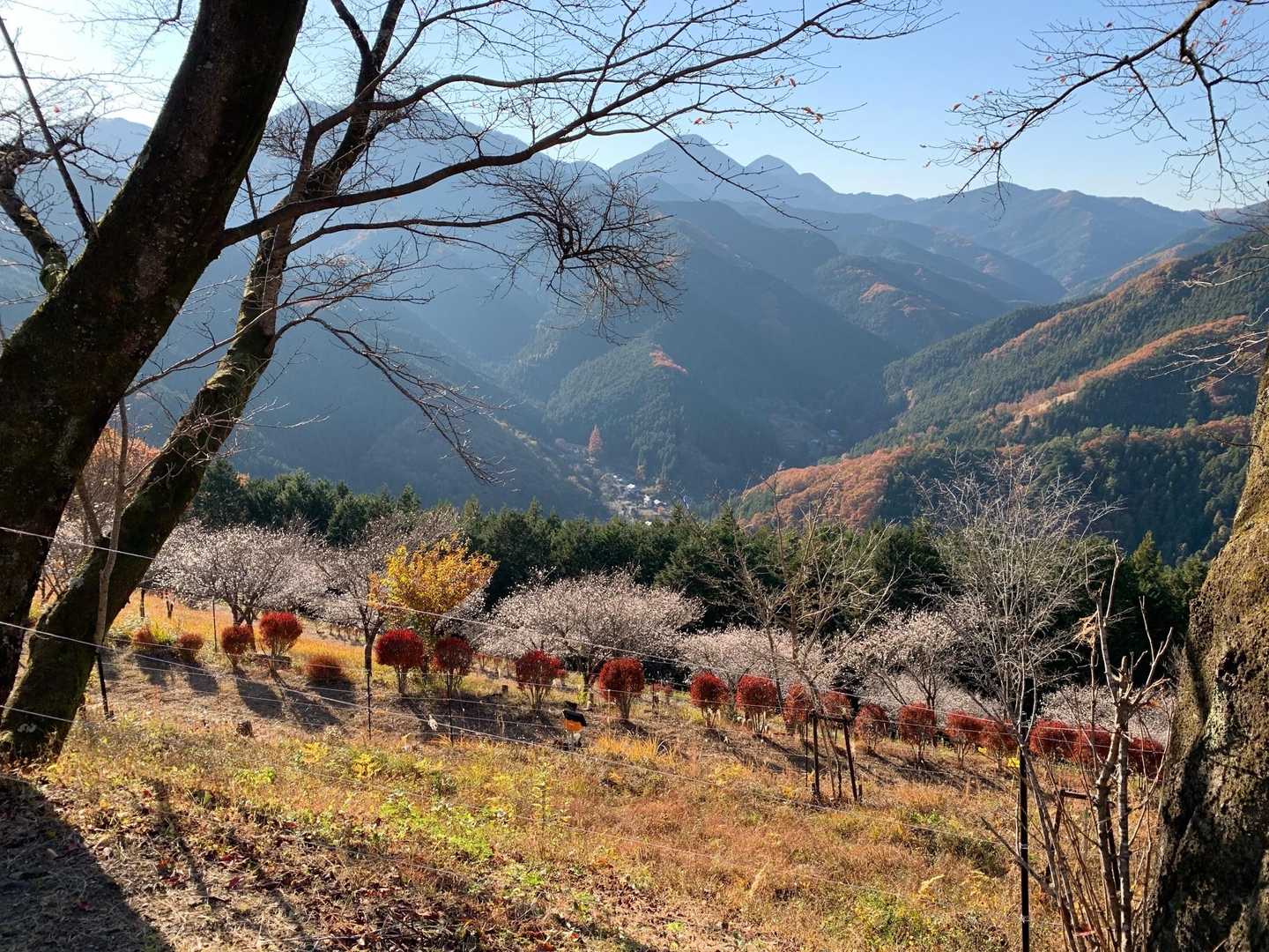 あの集落から、お囃子？が聞こえてくる