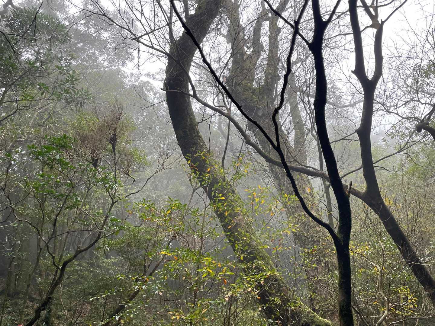 幻想的になってきた