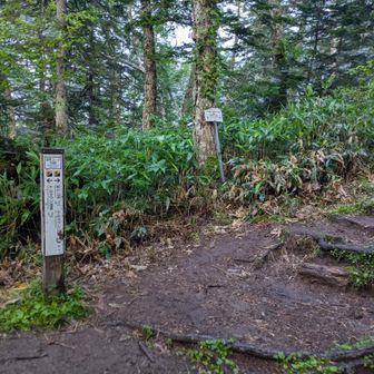 トムラウシ温泉からの道と合流
