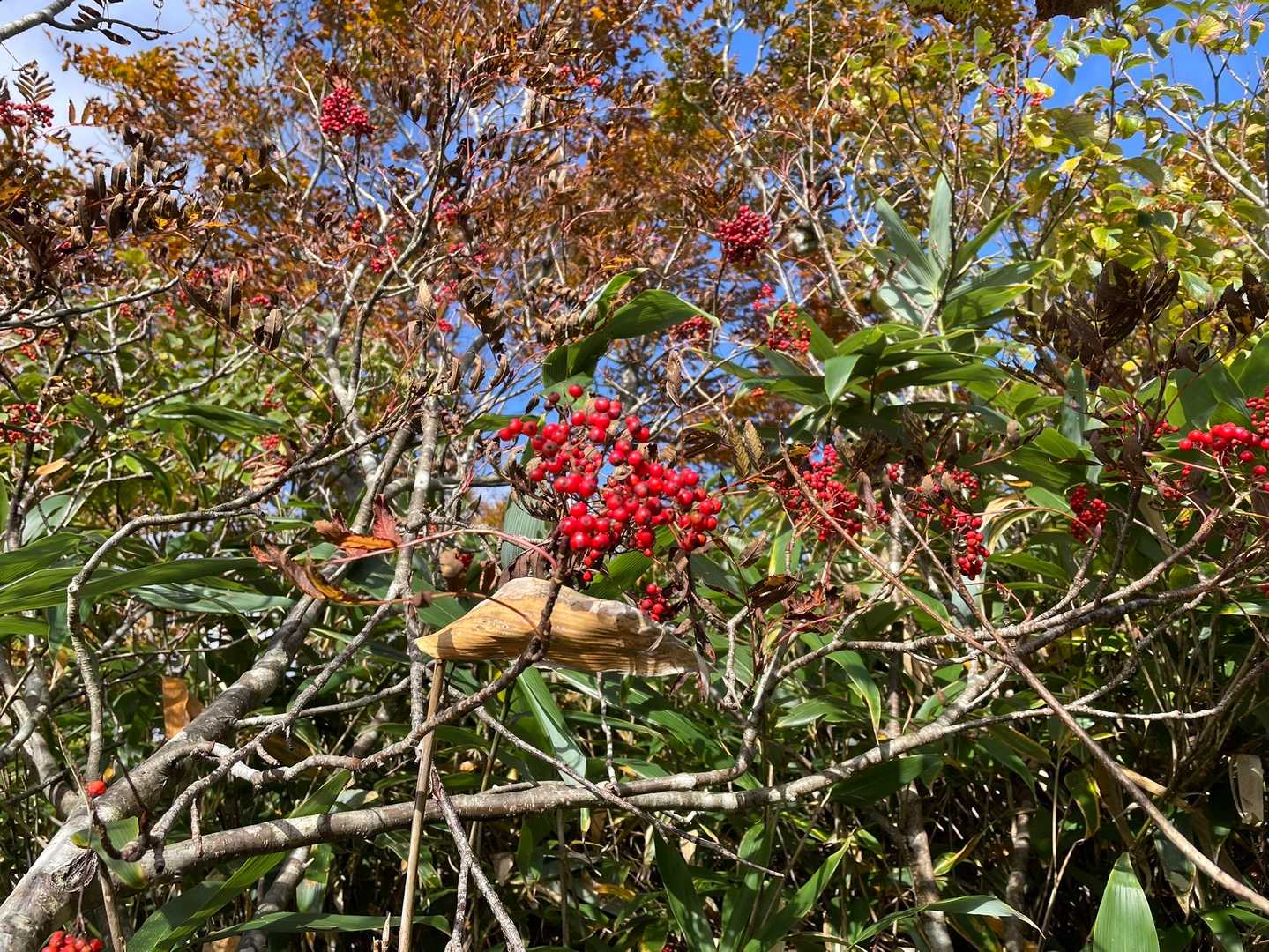 ナナカマドは葉っぱが落ちて身だけに🍁
赤が鮮やかだ❣️
