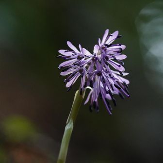 ショウジョウバカマ