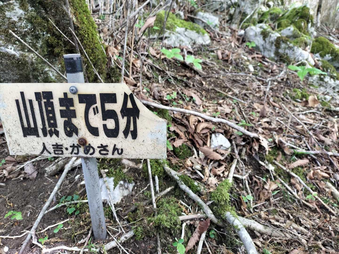 こんにちはかめさん🐢