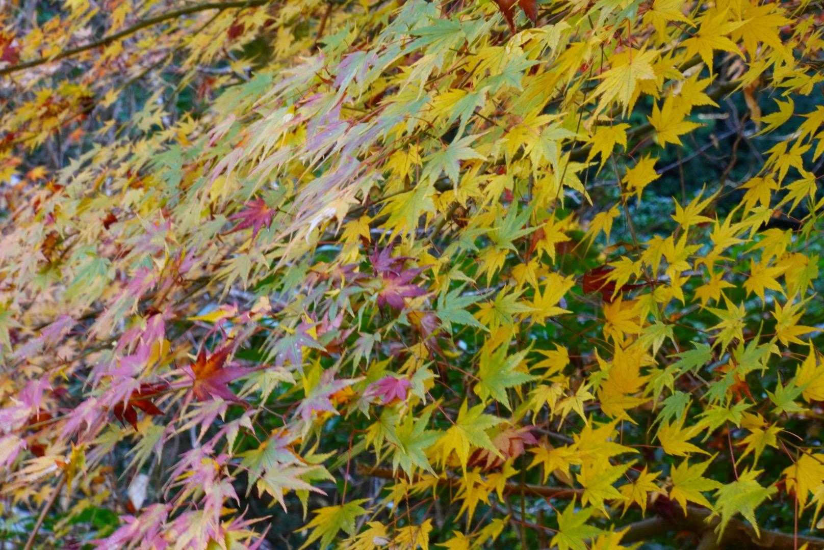 赤、緑、黄色と混ざり合う❤️💛💚