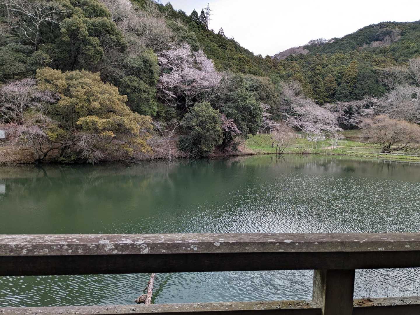 池のほとりを進みます。
