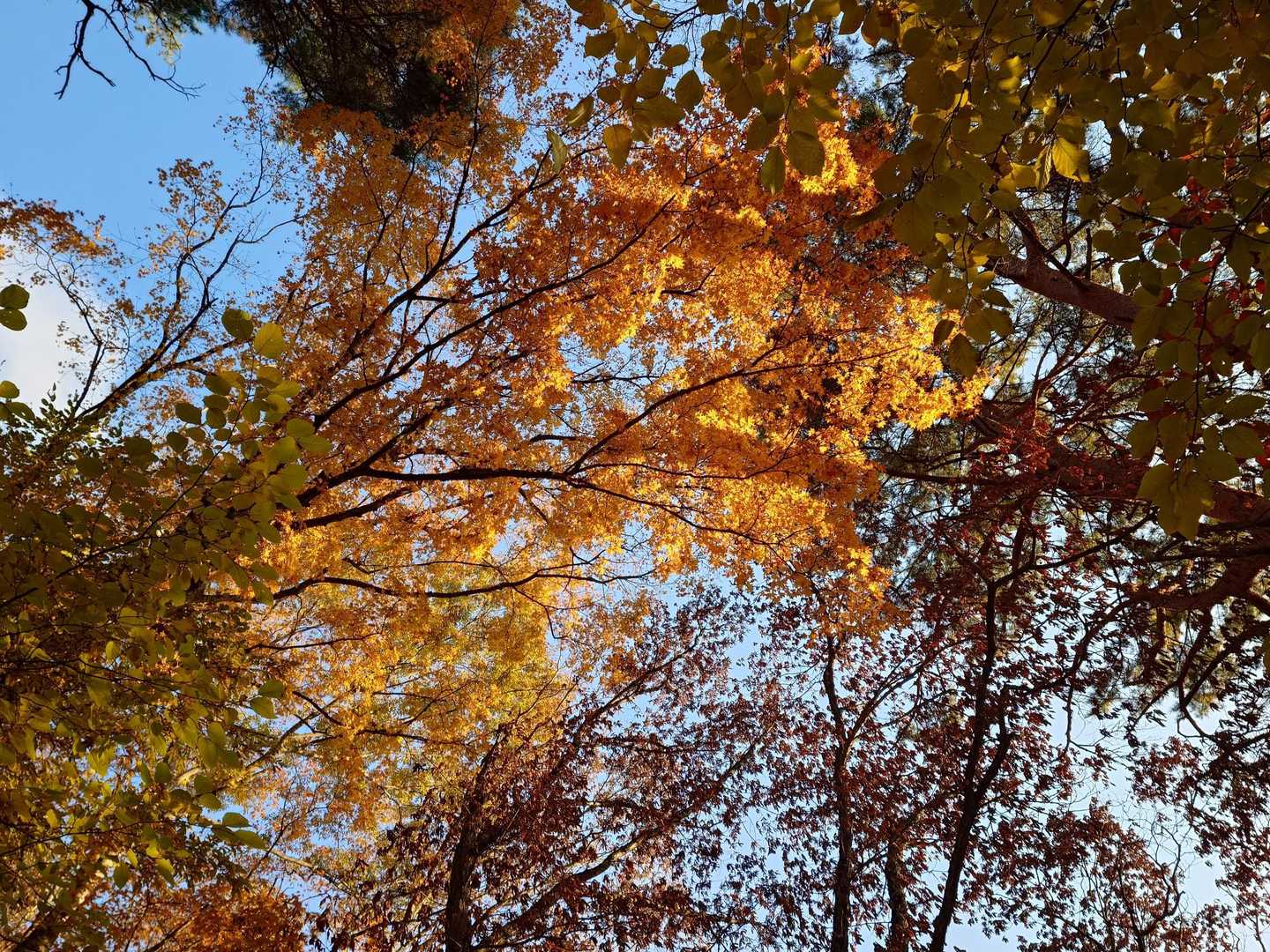 今が紅葉の盛りですね🍁
