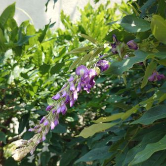 藤の花