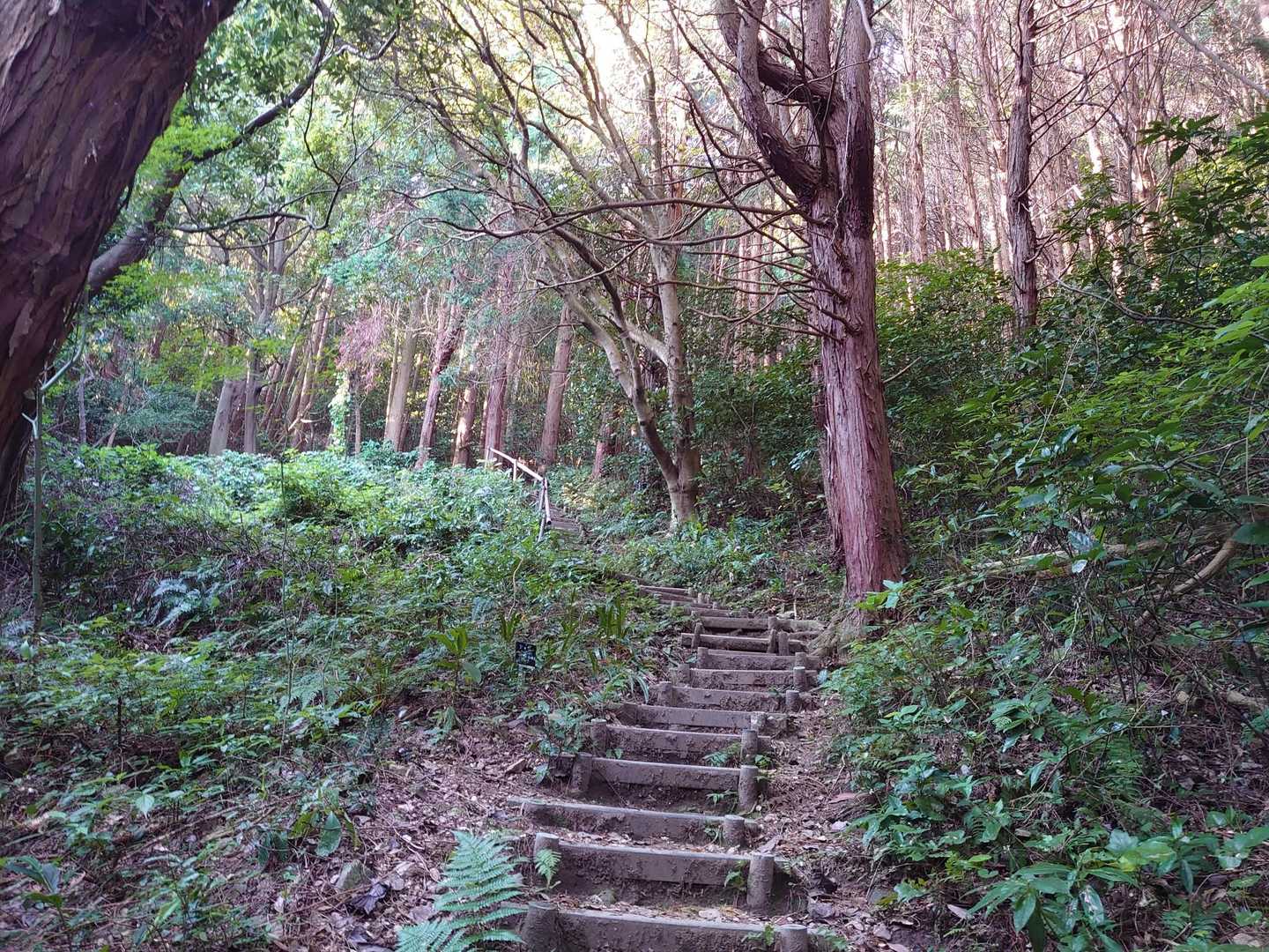 許斐山-王丸西登山口 周回コースの写真