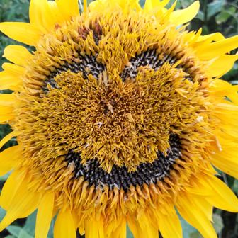 つくばのノッポ