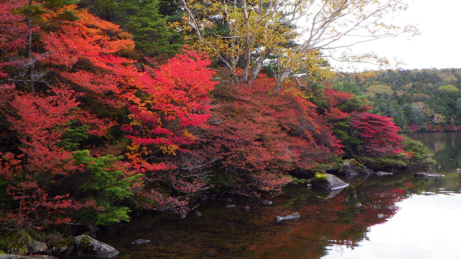 白駒池コース | 苔むした原生林と神秘の水面。北八ヶ岳特有の情景を見下ろす岩峰の写真
