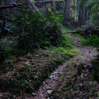 登山道は初めゆるゆる、途中から急登。